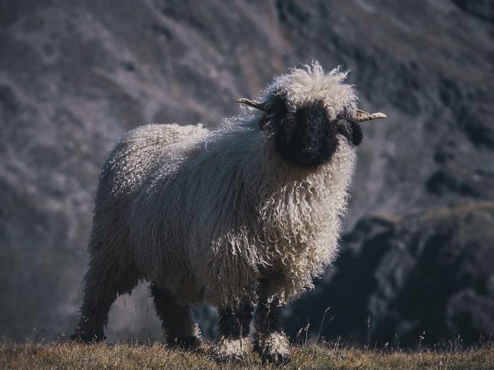 Овцеводство в Норвегии
