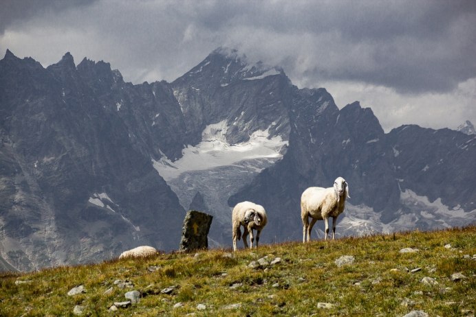 Овцы пасутся