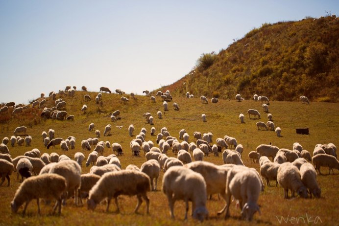 Овцы в горах