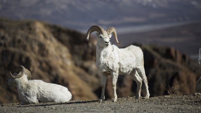 Горное овцеводство Алтай