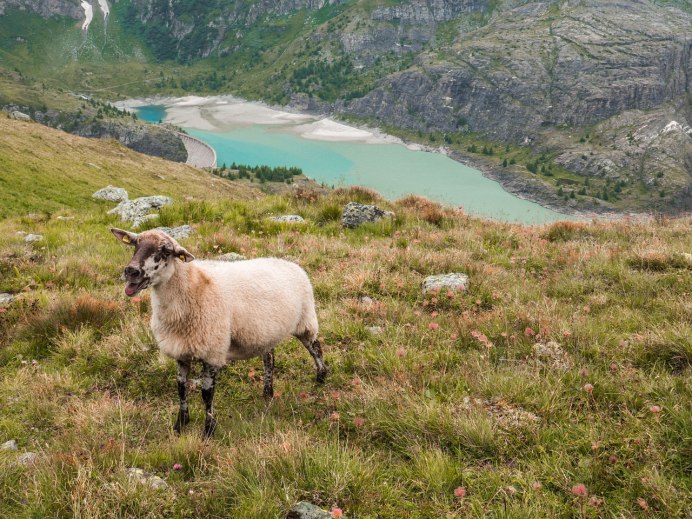 Бергшаф порода овец