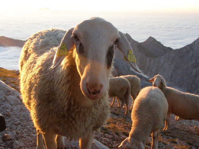 Welsh Mountain Sheep