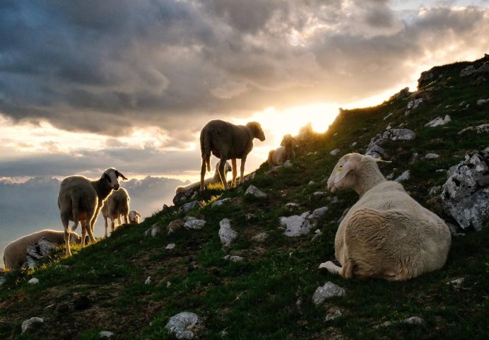 Горный баран аргали