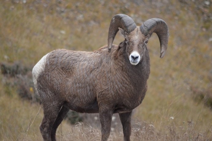 Горное овцеводство Алтай