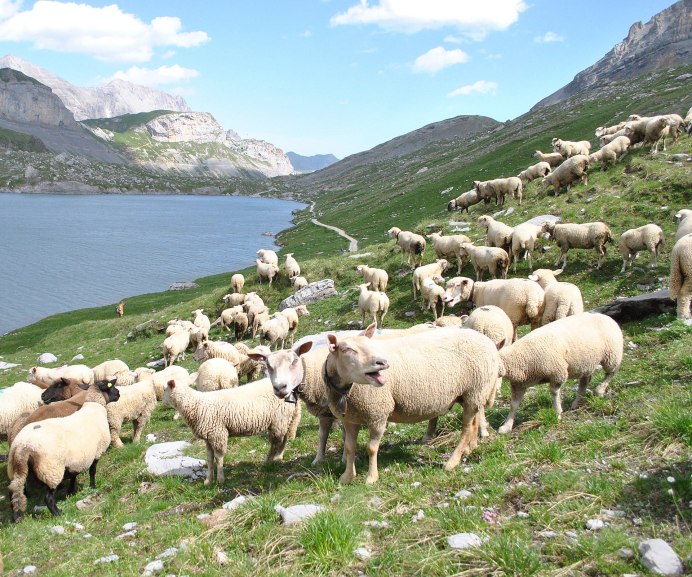 Игра козел прыгает по горам