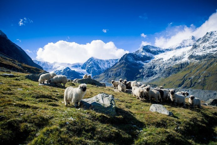 Чабаны в Грузии