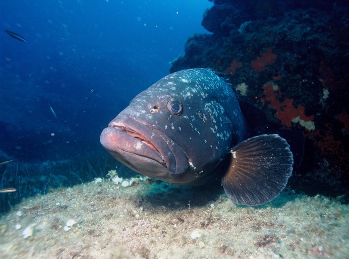 Leopard Coral Grouper