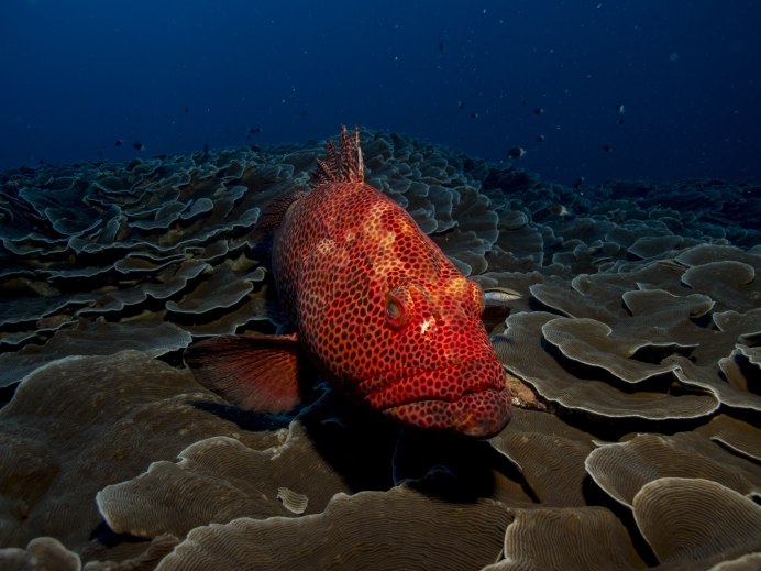 Epinephelus fasciatus