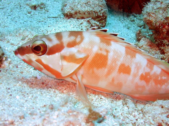 Cephalopholis miniata