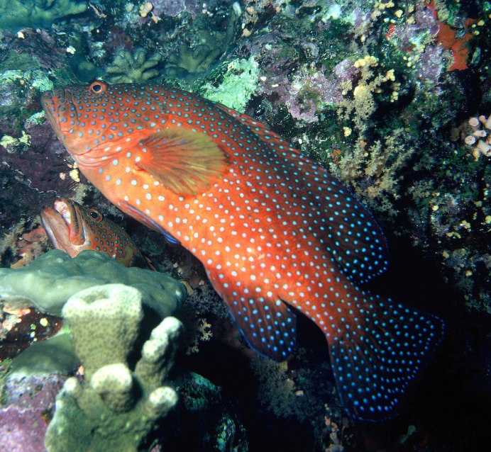 Cephalopholis miniata