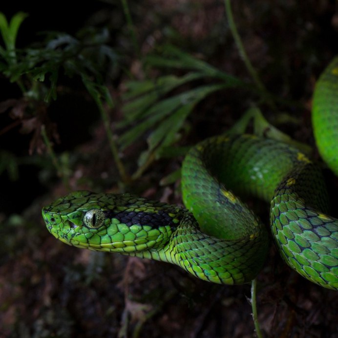 Зелёная древесная гадюка