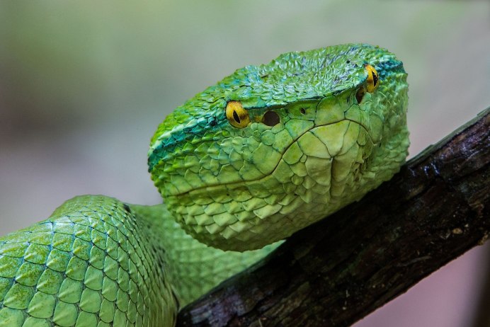 Колючая кустарниковая гадюка