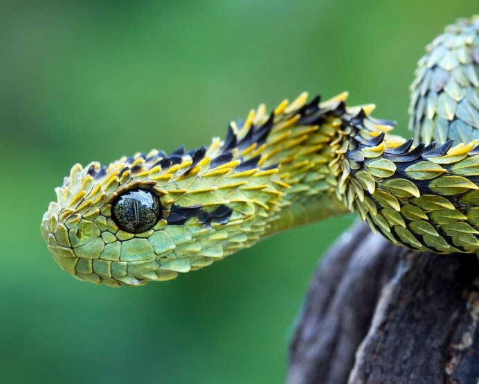 Змея длиннорылая плетевидка