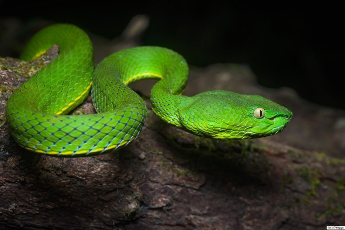 Темно зеленая змея