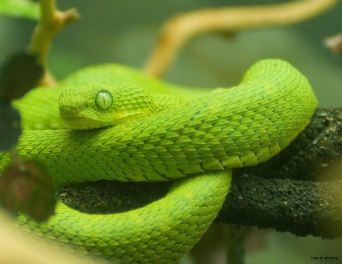 Пятнистая гадюка зеленая