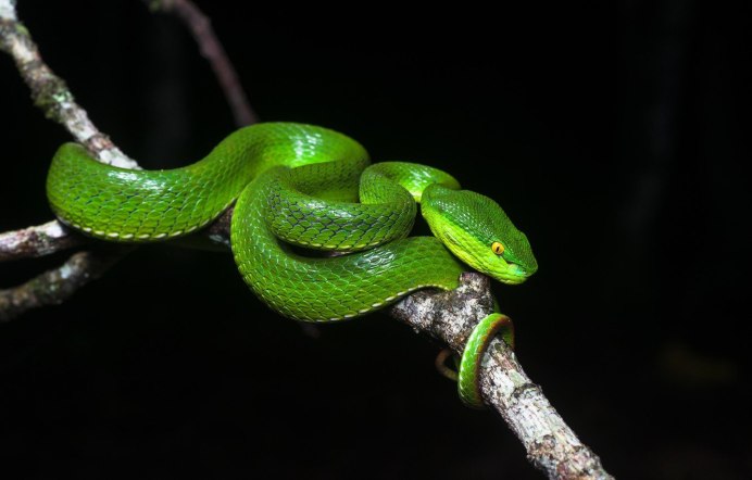 Травянисто-зелёная плетевидка