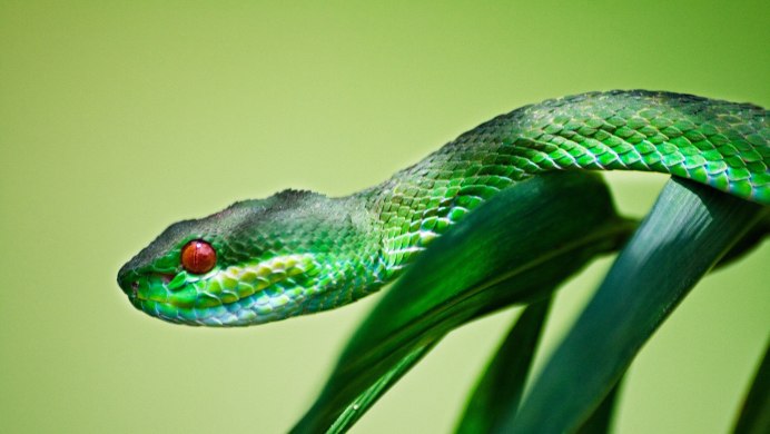 Смарагдовый полоз