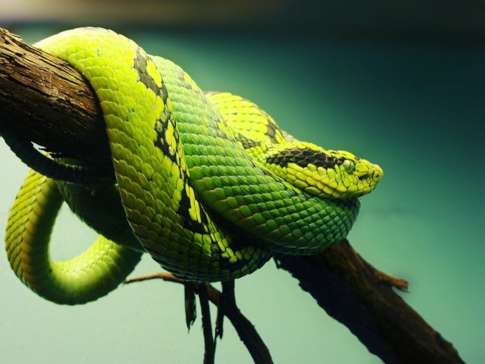 Trimeresurus erythrurus