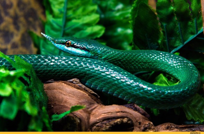 Зелёная древесная гадюка
