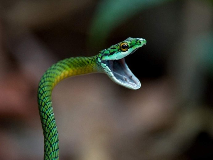 Pit Viper