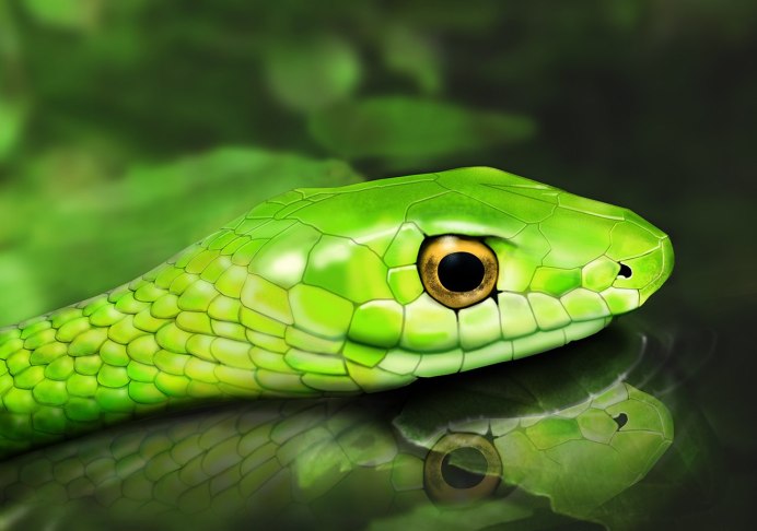 Гадюка и Кобра