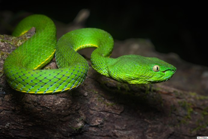 Смарагдовый полоз зеленый