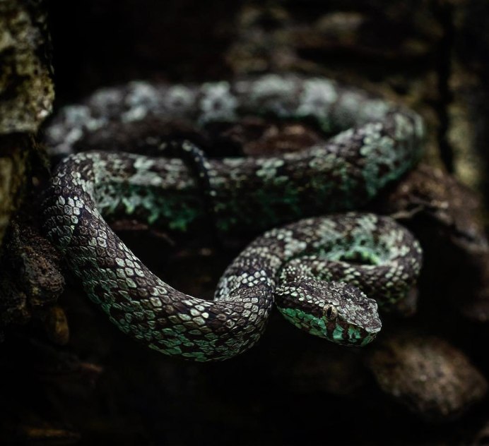 Черно-зеленая Лесная гадюка