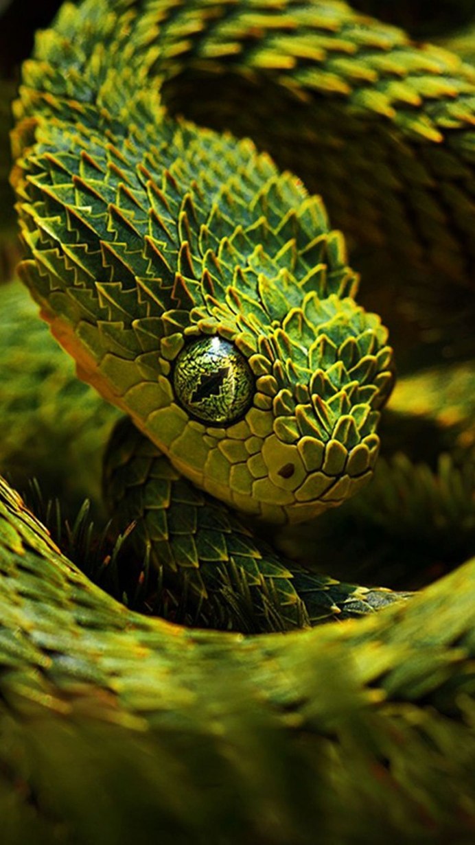 Кустарниковая гадюка (Atheris