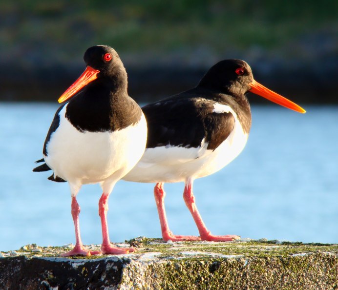 Кулик-сорока Haematopus ostralegus
