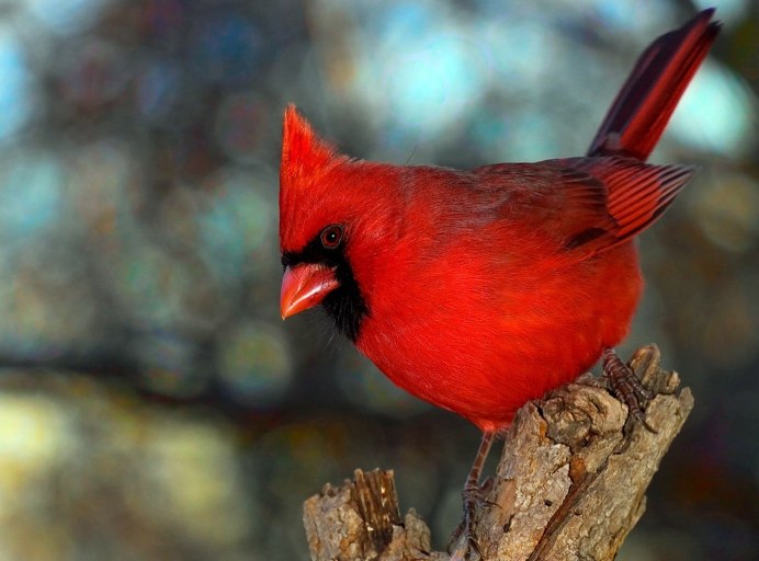 Атлантический тупик