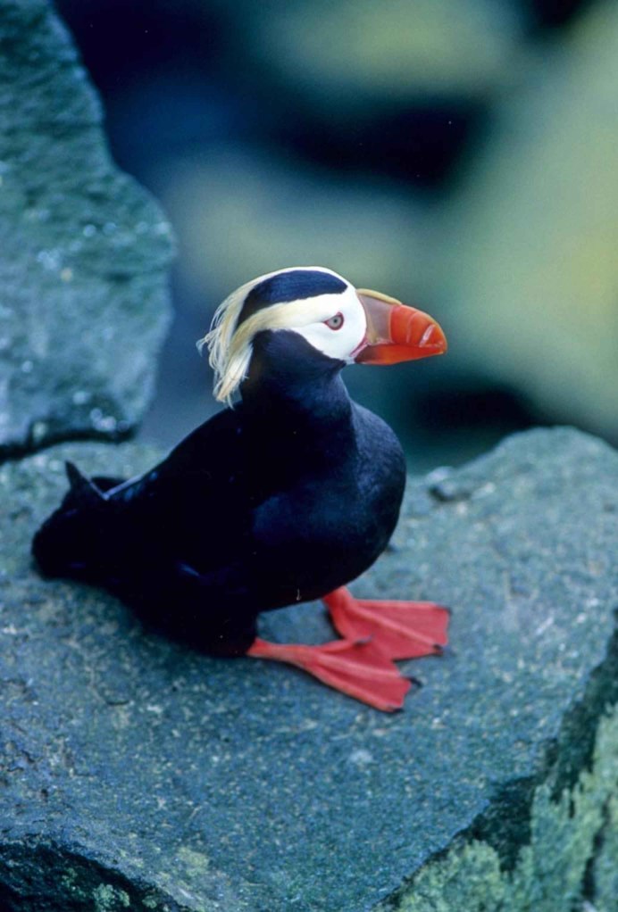 Атлантический тупик птица