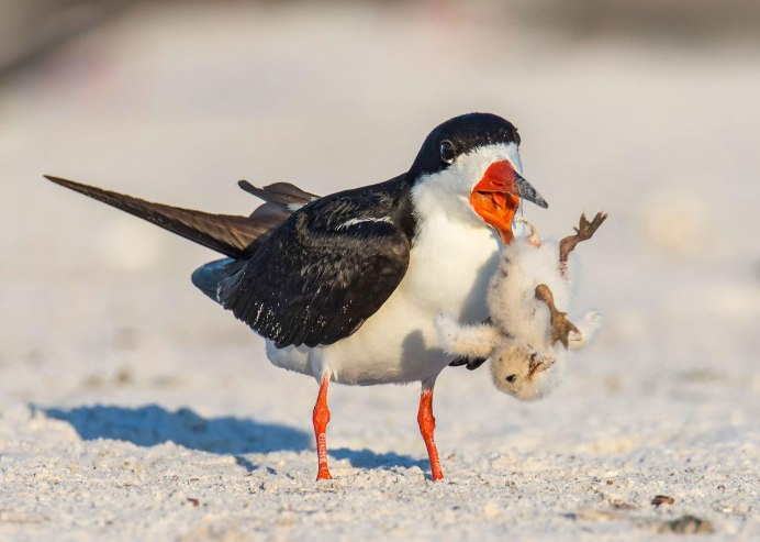 Красный Кардинал птенец