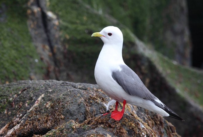 Красноклювая Чайка