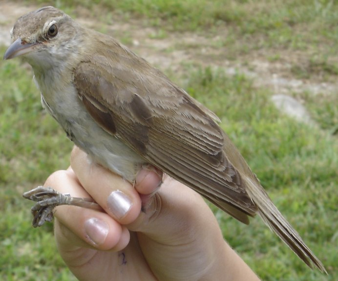 Vanellus gregarius
