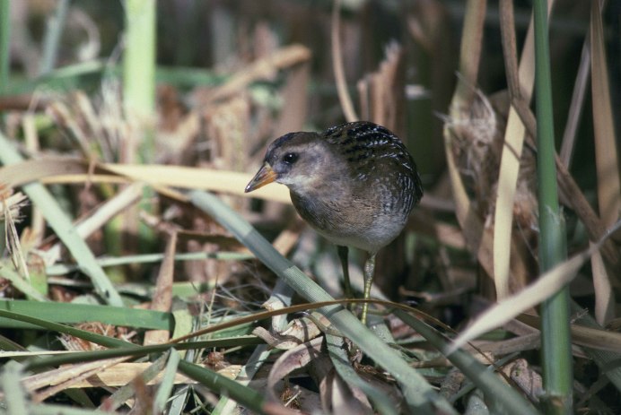 Porzana Carolina