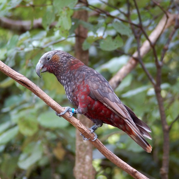 Fledged