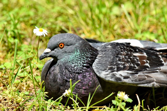 Cinclus mexicanus