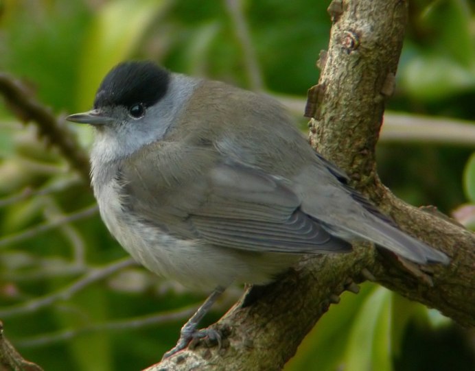Gray Catbird птица