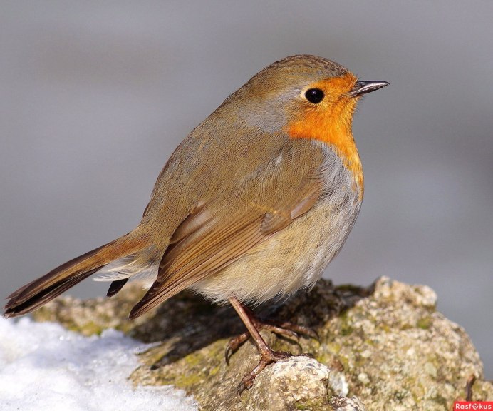 Желтый Воробей