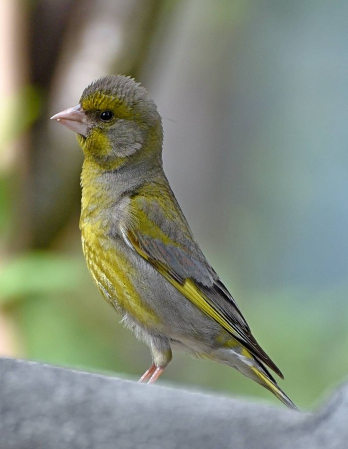 Чиж самка и самец