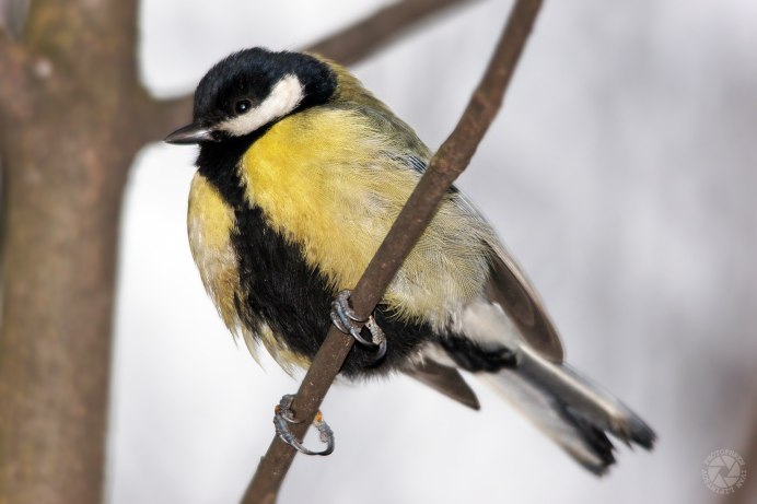 Большая синица Parus Major