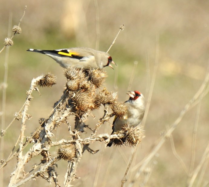 European Goldfinch