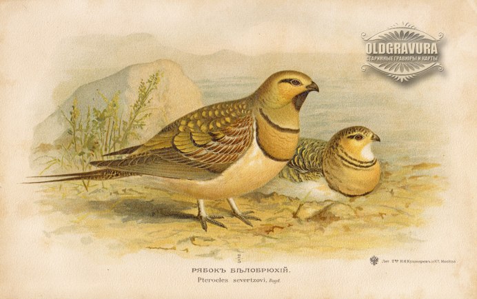 Гнездо Рябки