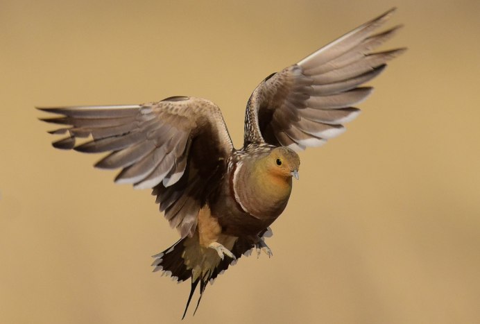 Чернобрюхий рябок (Pterocles orientalis)