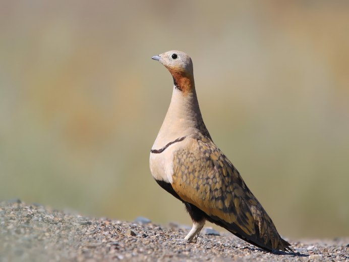 Чернобрюхий рябок (Pterocles orientalis)