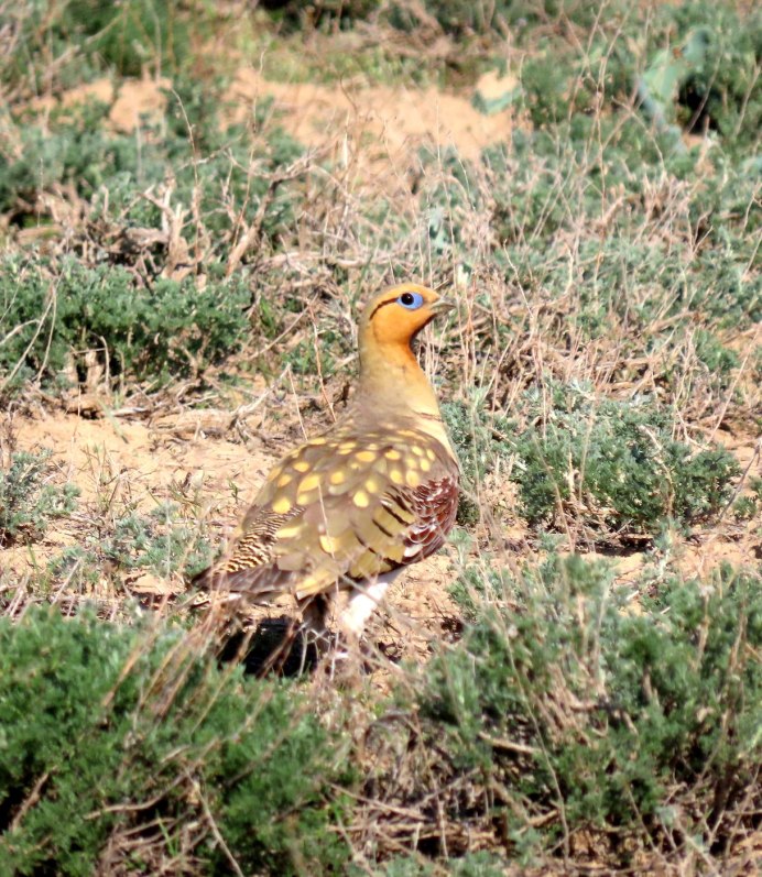The Pin-tailed Sandgrouse (Pterocles alchata)