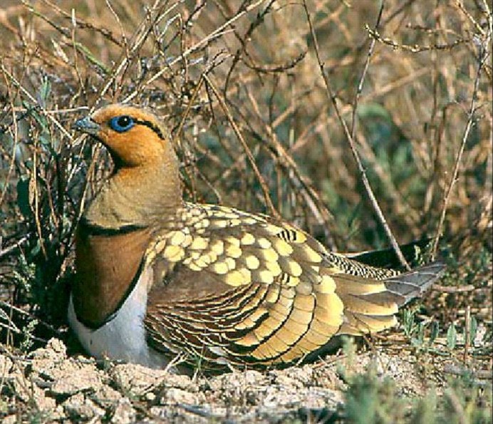 Namaqua Sandgrouse (Pterocles Namaqua).