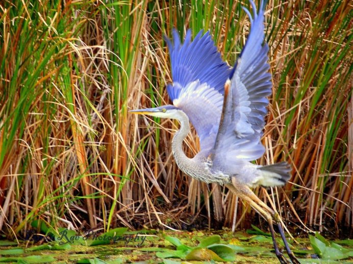 Heron птица