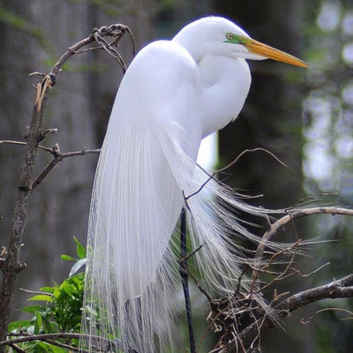 Большая белая цапля (Ardea Alba)