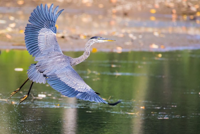 Great Blue Heron птица